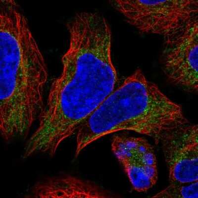 Immunocytochemistry/ Immunofluorescence: COX4NB Antibody [NBP2-13864]