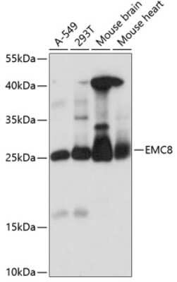 Western Blot: COX4NB AntibodyAzide and BSA Free [NBP2-92187]