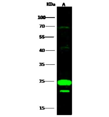 Western Blot: COX4NB Antibody [NBP3-00354]