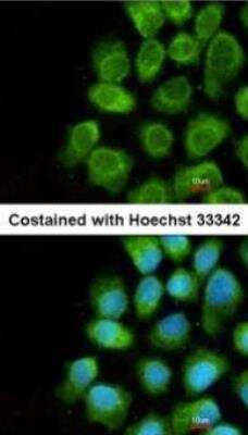 Immunocytochemistry/ Immunofluorescence: COX5A Antibody [NBP1-32550]