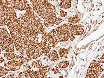 Immunohistochemistry-Paraffin: COX5A Antibody [NBP1-32550]