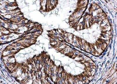 Immunohistochemistry-Paraffin: COX5A Antibody [NBP1-32550]