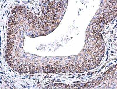 Immunohistochemistry-Paraffin: COX5A Antibody [NBP1-32550]