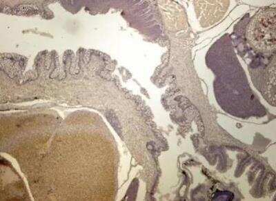 Immunohistochemistry-Paraffin: COX5A Antibody [NBP1-32550]