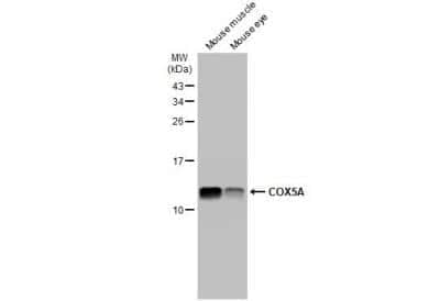 Western Blot: COX5A Antibody [NBP1-32550]