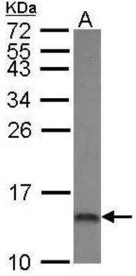 Western Blot: COX5A Antibody [NBP1-32550]