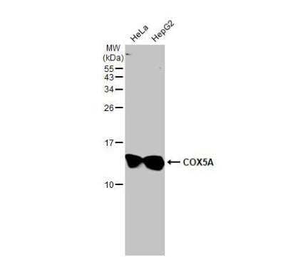 Western Blot: COX5A Antibody [NBP1-32550]