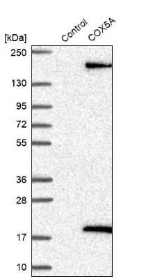 Western Blot: COX5A Antibody [NBP1-86386]