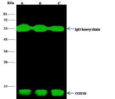 Immunoprecipitation: COX5b Antibody (020) [NBP2-90311]