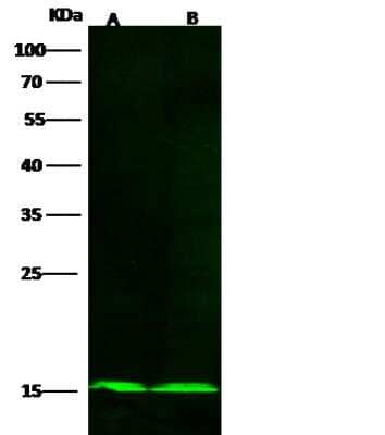 Western Blot: COX5b Antibody (020) [NBP2-90311]