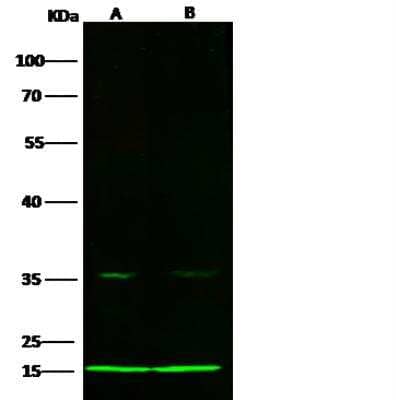 Western Blot: COX5b Antibody (021) [NBP2-90312]