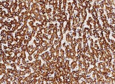 Immunohistochemistry-Paraffin: COX5b Antibody (029) [NBP2-90313]