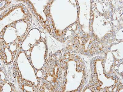 Immunohistochemistry-Paraffin: COX5b Antibody [NBP1-31303]