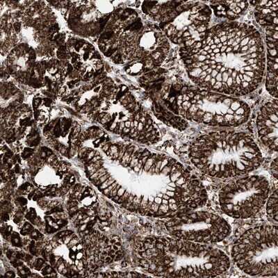 Immunohistochemistry-Paraffin: COX5b Antibody [NBP1-89499]