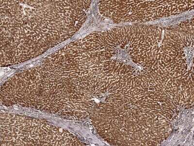 Immunohistochemistry-Paraffin: COX5b Antibody [NBP2-97091]