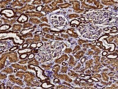 Immunohistochemistry-Paraffin: COX5b Antibody [NBP2-97091]