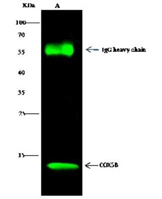 Immunoprecipitation: COX5b Antibody [NBP2-97091]