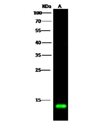 Western Blot: COX5b Antibody [NBP2-97091]