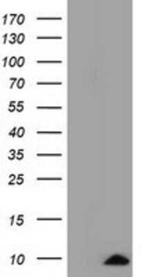 Western Blot: COX6A1 Antibody (OTI4G2) [NBP2-02781]