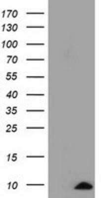 Western Blot: COX6A1 Antibody (OTI4G2)Azide and BSA Free [NBP2-70427]