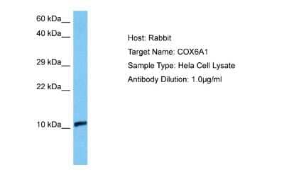 Western Blot: COX6A1 Antibody [NBP2-84722]