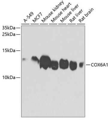 Western Blot: COX6A1 AntibodyBSA Free [NBP2-92889]