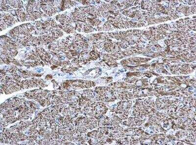 Immunohistochemistry-Paraffin: COX6A2 Antibody [NBP1-31112]