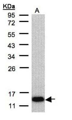 Western Blot: COX6A2 Antibody [NBP1-31112]