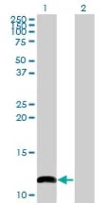 Western Blot: COX6B1 Antibody (2D3) [H00001340-M02]