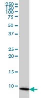 Western Blot: COX6B1 Antibody (5D3) [H00001340-M01]