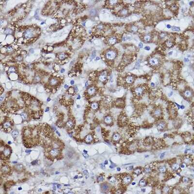 Immunohistochemistry-Paraffin: COX6B1 Antibody (7T0J5) [NBP3-16098]