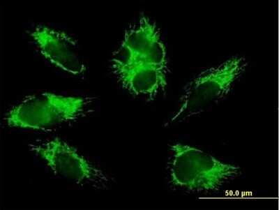 Immunocytochemistry/ Immunofluorescence: COX6B1 Antibody [H00001340-B01P]