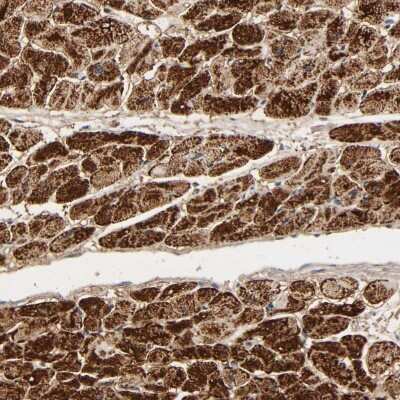Immunohistochemistry-Paraffin: COX6B1 Antibody [NBP1-85497]