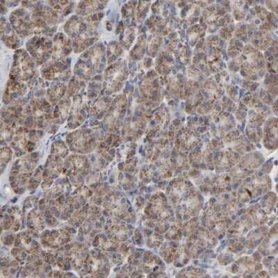 Immunohistochemistry-Paraffin: COX6B1 Antibody [NBP1-85497]