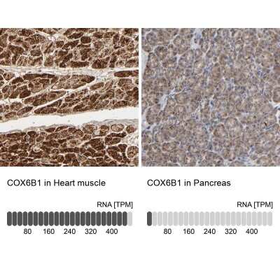 Immunohistochemistry-Paraffin: COX6B1 Antibody [NBP1-85497]