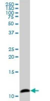 Western Blot: COX6B1 Antibody [H00001340-B01P]