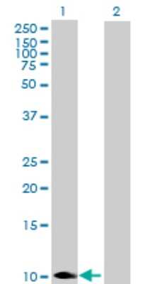 Western Blot: COX6B1 Antibody [H00001340-B01P]