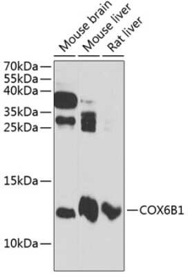 Western Blot: COX6B1 AntibodyBSA Free [NBP2-92703]