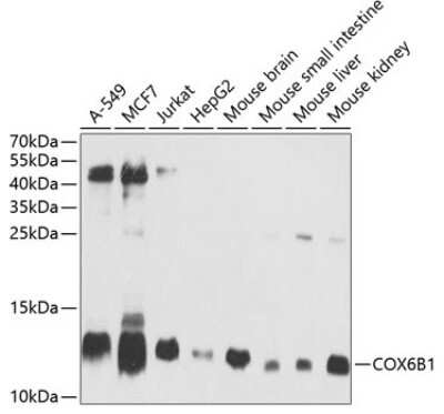 Western Blot: COX6B1 AntibodyBSA Free [NBP2-92771]