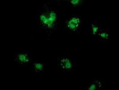 Immunocytochemistry/ Immunofluorescence: COX6B2 Antibody (OTI1F5) [NBP2-02729]