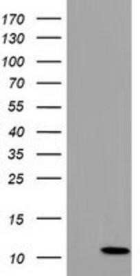 Western Blot: COX6B2 Antibody (OTI1F5) [NBP2-02729]