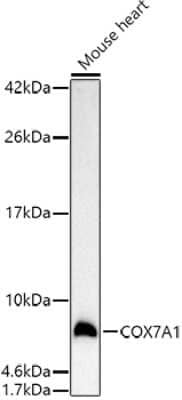 Western Blot: COX7A1 AntibodyAzide and BSA Free [NBP2-92185]