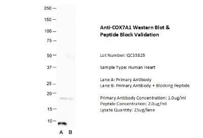 Western Blot: COX7A1 Antibody [NBP1-98535]