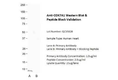 Western Blot: COX7A1 Antibody [NBP1-98536]