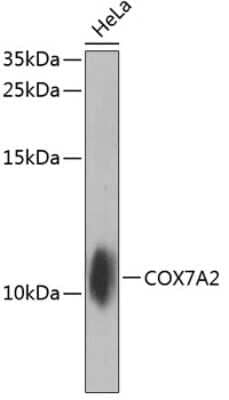 Western Blot: COX7A2 AntibodyBSA Free [NBP2-92544]