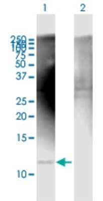 Western Blot: COX7A2L Antibody [H00009167-B02P]