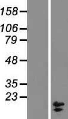 Western Blot: COX7A2L Overexpression Lysate [NBL1-09419]