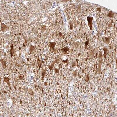 Immunohistochemistry-Paraffin: COX7B Antibody [NBP2-31703]