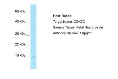 Western Blot: COX7C Antibody [NBP1-98539]