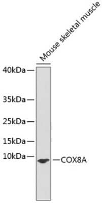 Western Blot: COX8A AntibodyAzide and BSA Free [NBP3-04767]